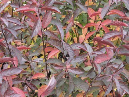 Itea viržinská 'Merlot'  Itea virginica 'Merlot'