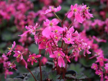 Lomikámen tuholistý 'Black Ruby' - Saxifraga cortusifolia 'Black Ruby'  Saxifraga cortusifolia 'Black Ruby'