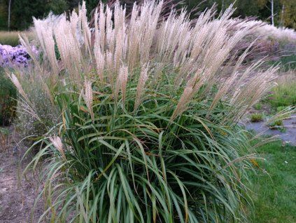 Ozdobnice čínská 'Korea' - Miscanthus sinensis 'Korea'  Miscanthus sinensis 'Korea'