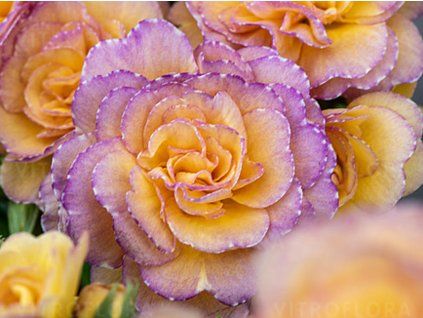 Prvosenka Pretty Polly 'Blushing Peach' - Primula polyanthus Pretty Polly 'Blushing Peach'  Primula polyanthus Pretty Polly 'Blushing Peach'