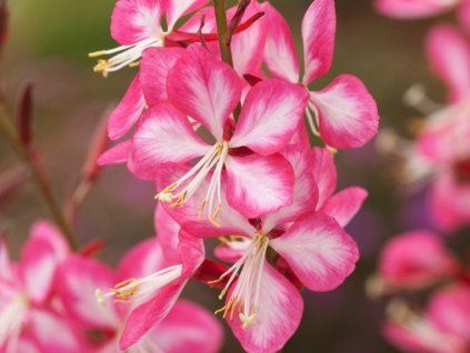 Svíčkovec lindheimeri 'Rosy Jane' - Gaura lindheimeri 'Rosy Jane'  Gaura lindheimeri 'Rosy Jane'
