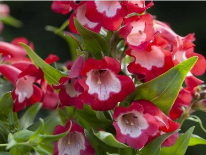 Dračík hartwegův 'Rubicunda' - Penstemon hartwegii 'Rubicunda'  Penstemon hartwegii 'Rubicunda'