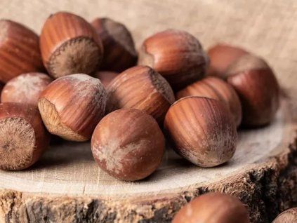 Líska největší 'Wunder aus Bollweiler'  Corylus maxima 'Wunder aus Bollweiler'