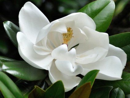 Šácholán velkokvětý 'Purpan'  Magnolia grandiflora 'Purpan'