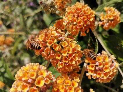 honeycomb