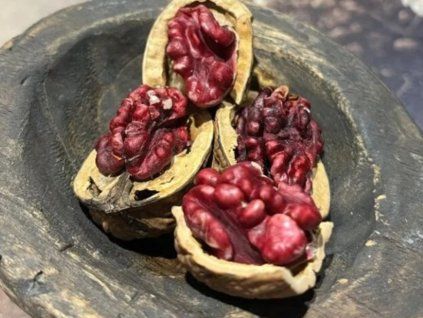 Ořešák královský 'Red Phantom'  Juglans regia 'Red Phantom'