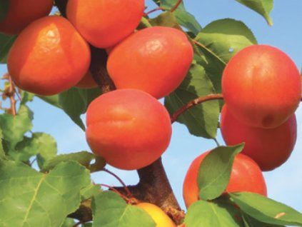 Meruňka 'Playacot'  Prunus armeniaca 'Playacot'