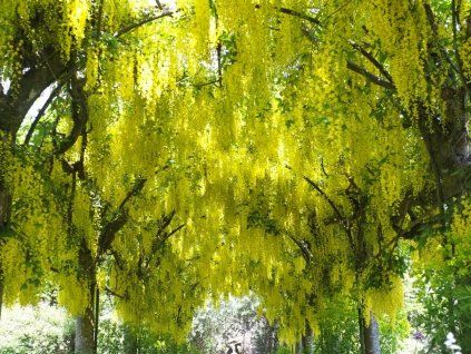 Štědřenec Watererův  Laburnum x watereri