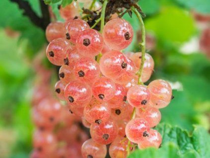 pink champagne