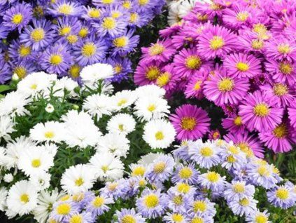 Hvězdnice novobelgická 'Starletta Carnaval' - Aster novi-belgii 'Starletta Carnaval'  Aster novi-belgii 'Starletta Carnaval'