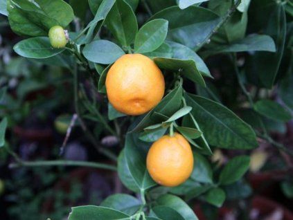 Citrus 'Boata'  Citrus clementina × Fortunella 'Boata'