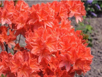 Azalka 'Koster Brilliant Red'  Azalea 'Koster Brilliant Red'