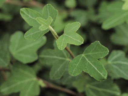Břečťan popínavý 'Duckfoot'  Hedera helix 'Duckfoot'