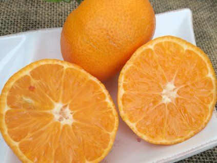 Mandarinka 'Clemenules'  Citrus clementina 'Clemenules'