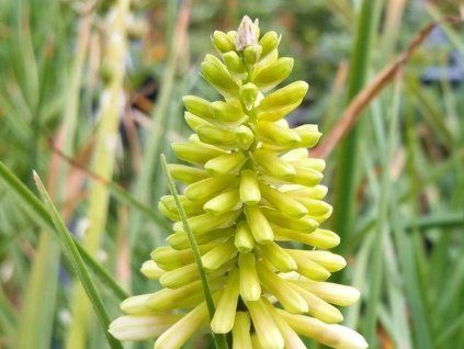 Mnohokvět 'Poco Citron' - Kniphofia 'Poco Citron'  Kniphofia 'Poco Citron'