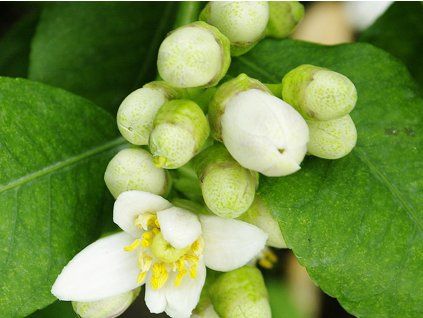 Cedrát 'Fernandina'  Citrus limonimedica 'Fernandina'