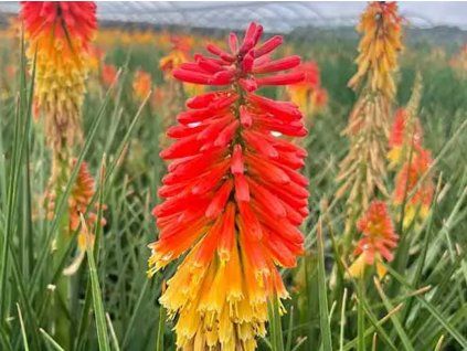 Mnohokvět 'Poco  Rocket' - Kniphofia 'Poco  Rocket'  Kniphofia 'Poco Rocket'