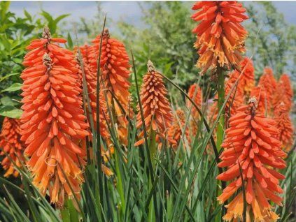 Mnohokvět 'Poco Sunset' - Kniphofia 'Poco Sunset'  Kniphofia 'Poco Sunset'