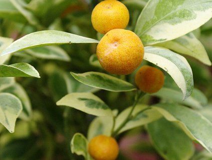 Mini mandarinka 'Calamondin Variegata'  Citrus madurensis 'Calamondin Variegata'