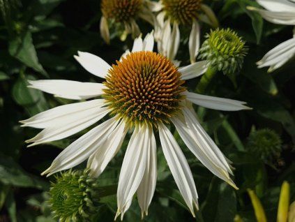 Třapatka nachová Sombrero® 'Compact White' - Echinacea purpurea Sombrero® 'Compact White'  Echinacea purpurea Sombrero® 'Compact White'