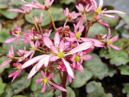Lomikámen cortusifolia Dancing Pixies 'Tini' - Saxifraga cortusifolia Dancing Pixies 'Tini'  Saxifraga cortusifolia Dancing Pixies 'Tini'