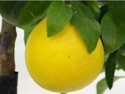Grep 'Marsh Seedless'  Citrus paradisi 'Marsh Seedless'