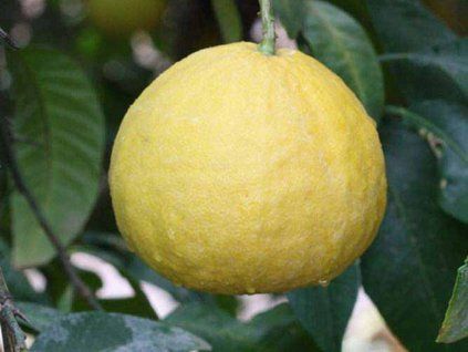 Citrus velkoplodý 'MOI'  Citrus pennivesiculata 'Moi'
