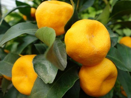 Mandarinka 'Chosta'  Citrus reticulata 'Chosta'