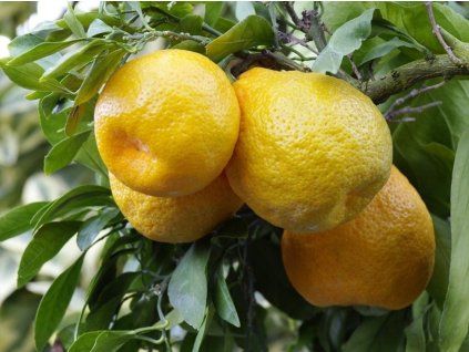 Mandarinka 'Karlík'  Citrus reticulata 'Karlík'