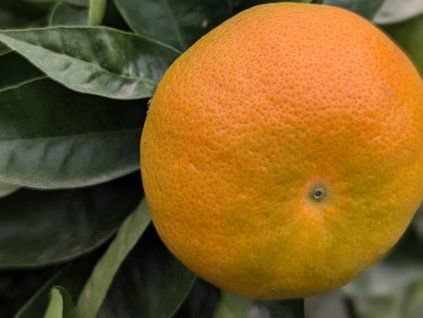 Mandarinka 'Ponkan'  Citrus reticulata 'Ponkan'