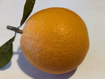 Pomerančovník 'Buckeye'  Citrus sinensis 'Buckeye'