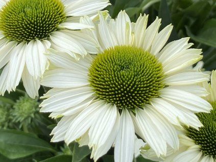 Třapatka Sunseekers 'White Perfection' - Echinacea Sunseekers 'White Perfection'  Echinacea Sunseekers 'White Perfection'