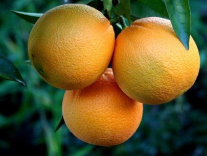 Pomerančovník 'Omishima'  Citrus sinensis 'Omishima'