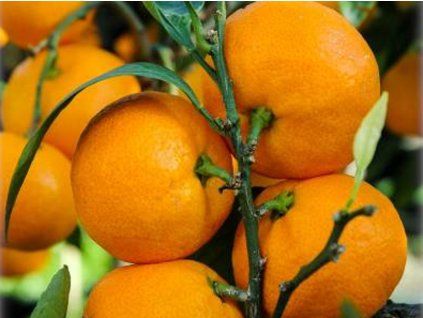 Mandarinka 'Mičurinec'  Citrus unshiu 'Mičurinec'