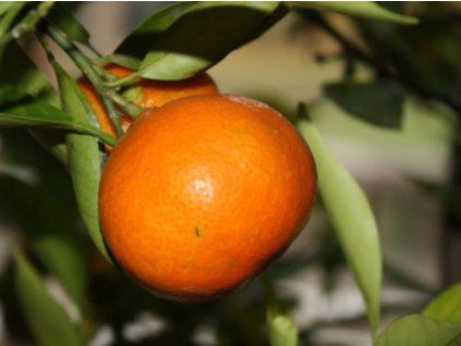 Mandarinka 'Jubilsini'  Citrus sp.' Jubilsini'