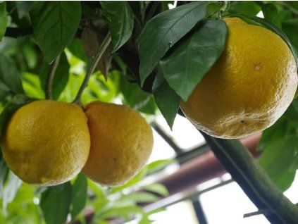 Mandarinka 'Miyagawa 00'  Citrus unshiu 'Miyagawa 00'