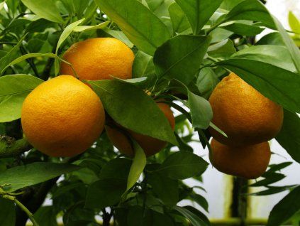 Mandarinka 'Miyagawa'  Citrus unshiu 'Miyagawa'
