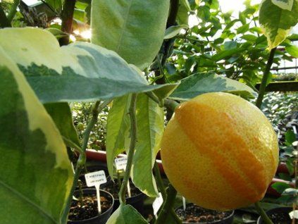 Citrus volkameriana Pasg. Tan. 'Variegata'  Citrus volkameriana Pasg. Tan. 'Variegata'