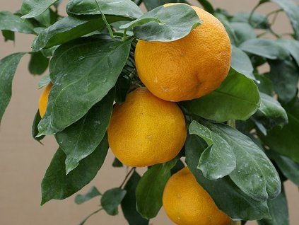 Mandarinka 'Planellina'  Citrus unshiu 'Planellina'