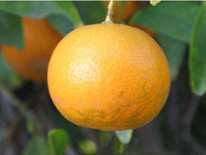 Mandarinka 'Kinnow'  Citrus sp. 'Kinnow'