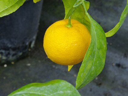 Mandarinka 'Saigon SRA 12'  Citrus unshiu 'Saigon SRA 12'