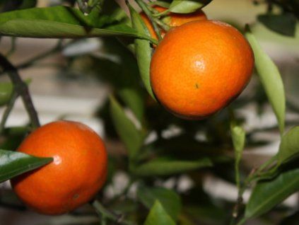 Mandarinka 'Satsuma x Clementina'  Citrus sp. 'Satsuma x Clementina'