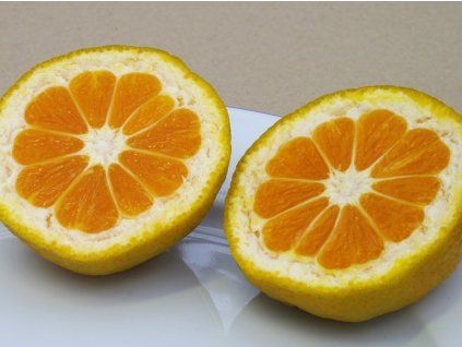 Mandarinka 'Silverhill'  Citrus unshiu 'Silverhill'