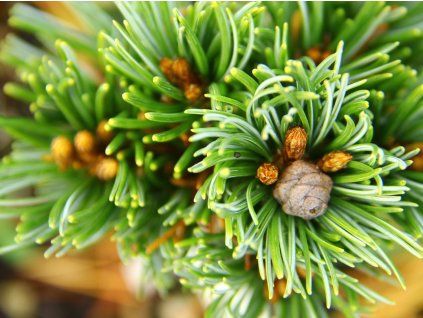 Borovice drobnokvětá 'Blue Dreamer'  Pinus parviflora 'Blue Dreamer'