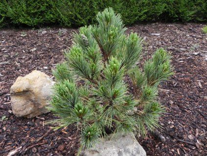 Borovice rumelská 'Latgale'  Pinus peuce 'Latgale'