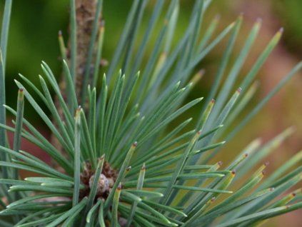 Borovice těžká 'WB SDL #3 J.M'  Pinus ponderosa 'WB SDL #3 J.M'