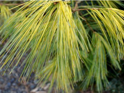 Borovice vejmutovka 'Bennett O.D.'  Pinus strobus 'Bennett O.D.'