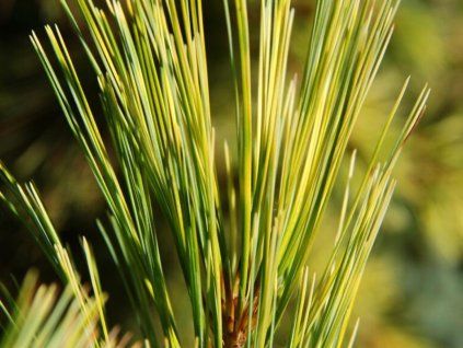 Borovice vejmutovka 'Bergman's Variegated'  Pinus strobus 'Bergman's Variegated'