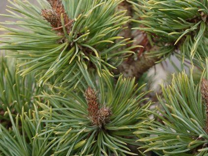 Borovice ohebná 'Lisa WB SDL #3'  Pinus flexilis 'Lisa WB SDL #3'