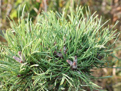 Borovice pyrenejská 'Zezner'  Pinus uncinata 'Zezner'